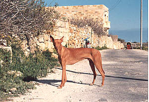 Kelb tal-Fenek in a country road in Gozo